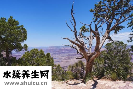 天丹通絡(luò)膠囊