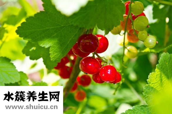 什么水果可以減肥