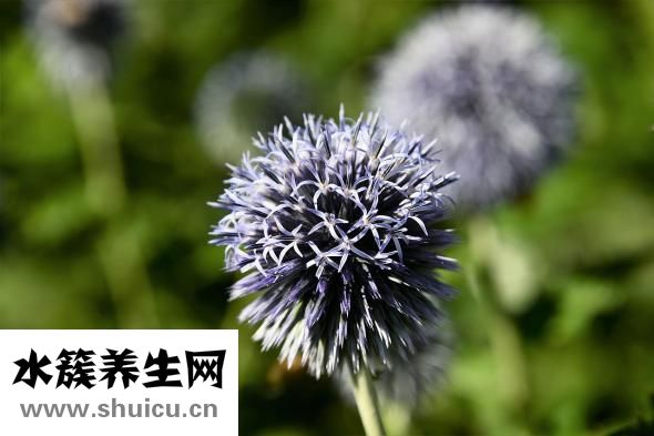 女人吃韭菜的壞處