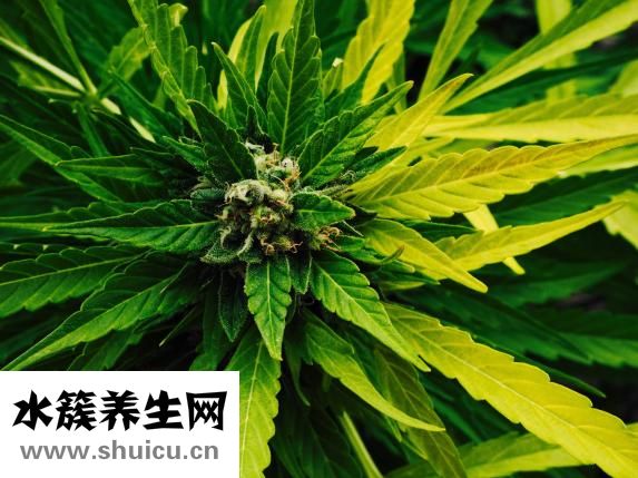 天丹通絡(luò)膠囊