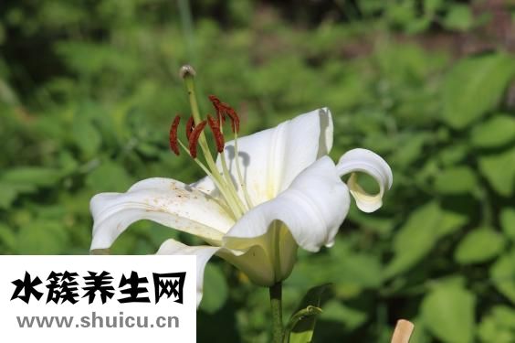 孕婦能吃百合嗎