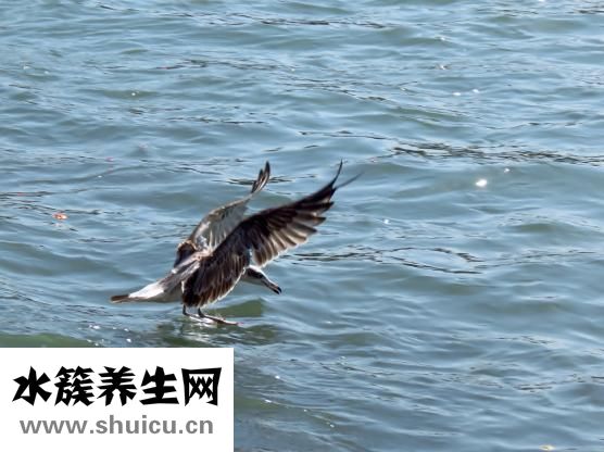 世界上最大的黑頭