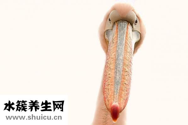 手指甲發白怎么回事