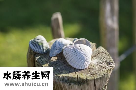 扇貝肉的家常做法