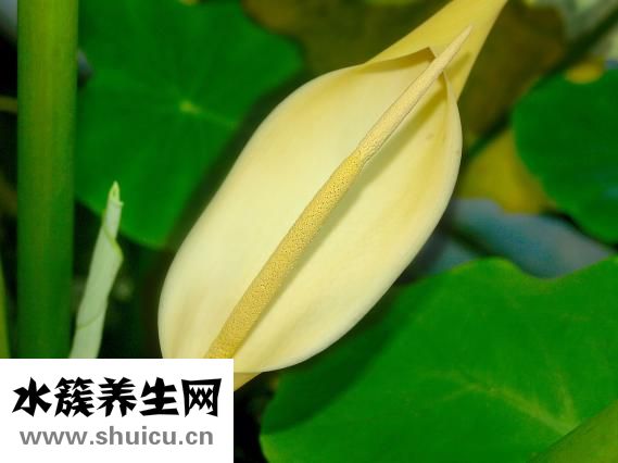 減肥可以吃芋頭嗎