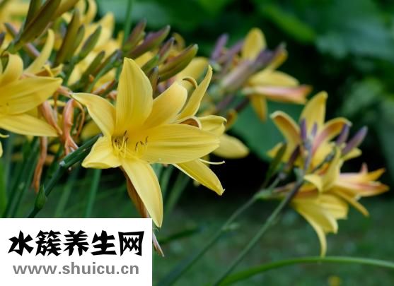 手指出血怎么止血