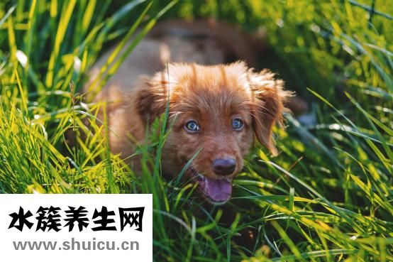 減肥可以吃芋頭嗎