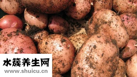 土豆是根還是莖