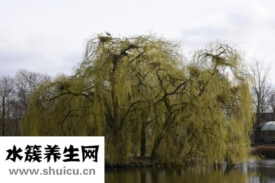 排卵期肚子會疼嗎