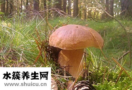 什么人不能吃石斛