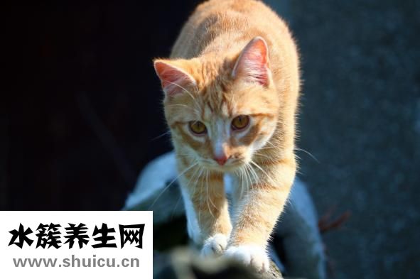 斑魚的功效與作用