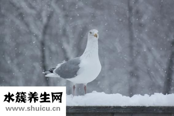 微波爐可以蒸雞蛋嗎