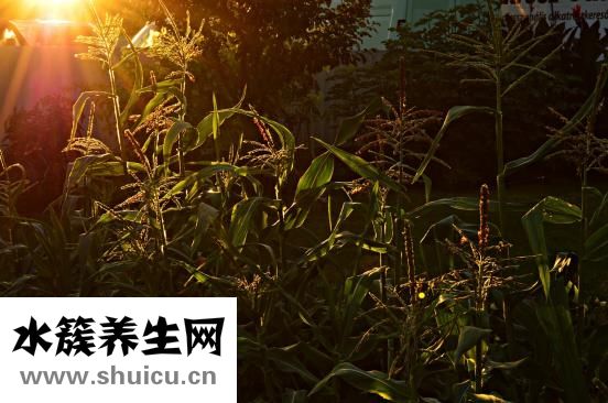 怎么蒸米飯好吃