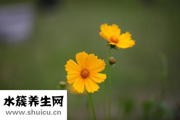 涼拌面的家常做法