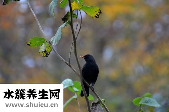 怎樣自學(xué)針灸