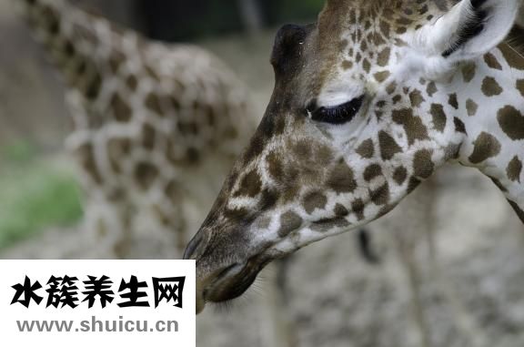 頭部后腦勺隱隱作痛