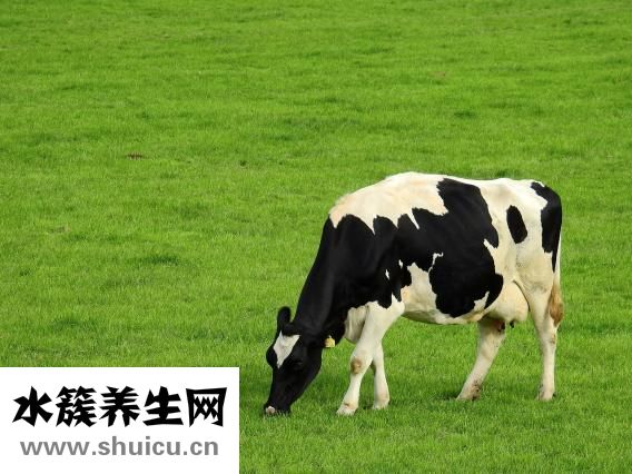 一歲寶寶輔食大全