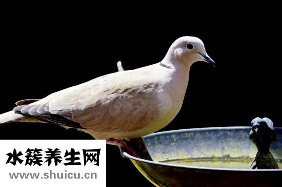 孕婦可以吃鴿子嗎