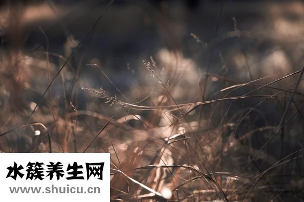 心肺復(fù)蘇按壓頻率