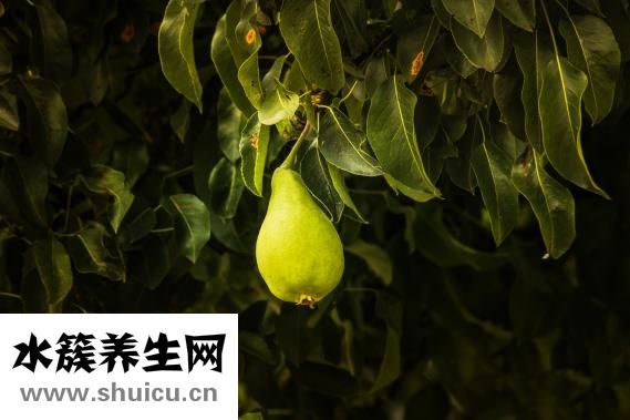 孕婦能喝紅棗水嗎