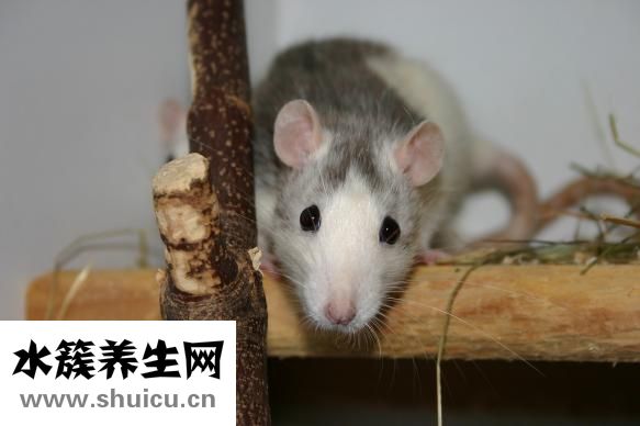 五味子的副作用