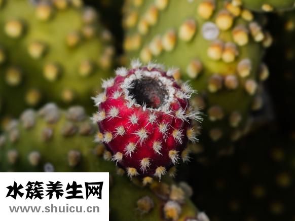 咸黃瓜的腌制方法