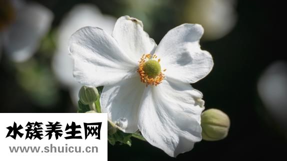 發糕的做法家常做法