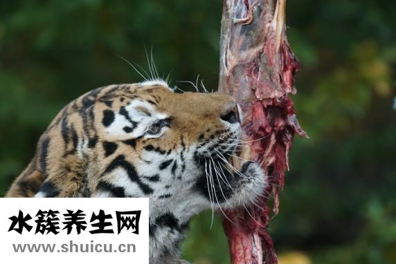 明蝦怎么做好吃