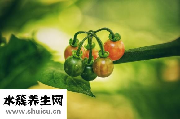 化療后吃什么恢復快