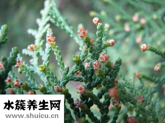 平滑肌瘤是什么意思