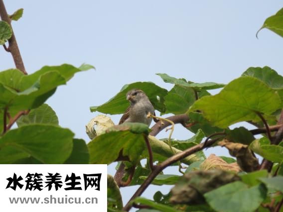 葉酸含量高的水果