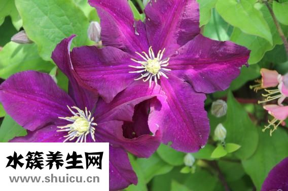 威靈仙的作用與功效