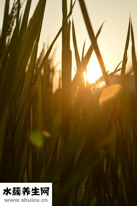 小米山藥紅棗粥