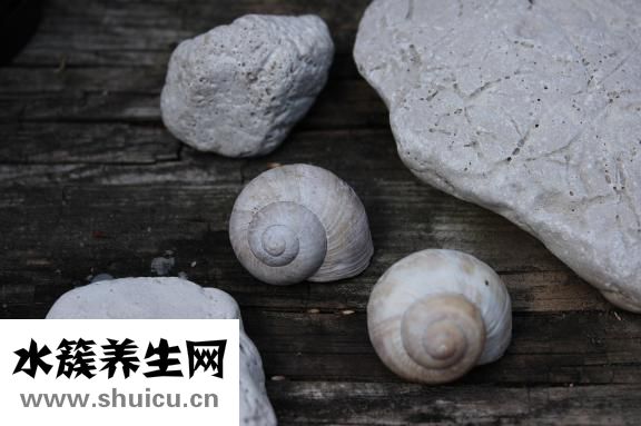 孕婦能吃海螺嗎