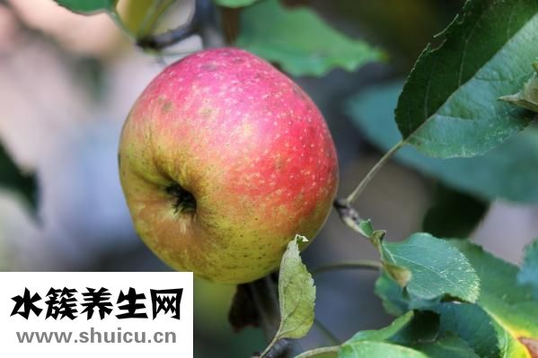 孕婦能吃芥菜嗎