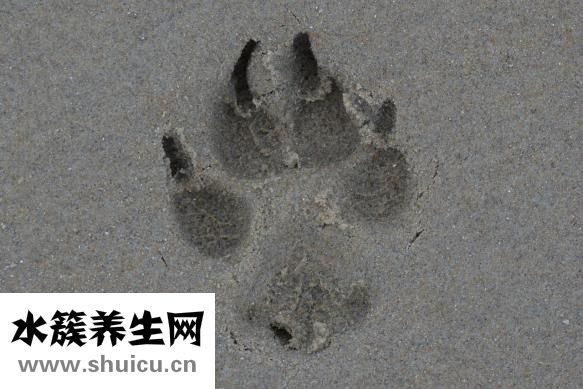 小腿肌肉怎么練