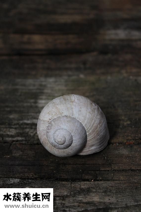 孕婦能吃海螺嗎