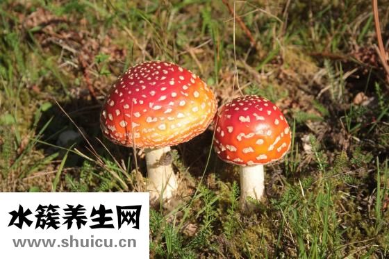 剩餃子怎么做好吃