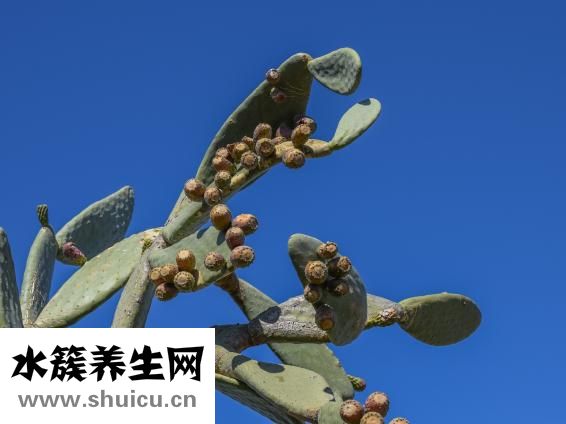 剩餃子怎么做好吃