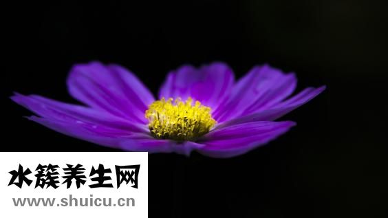 威靈仙的作用與功效