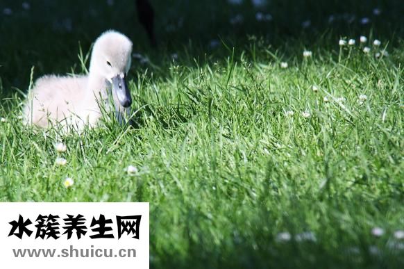 嬰兒笑是因為什么