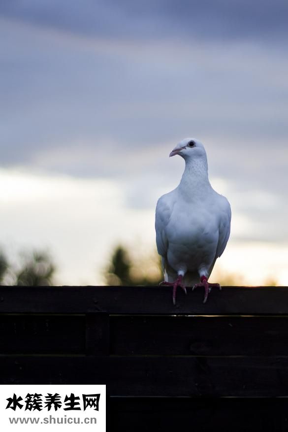 孕婦能吃鴿子肉嗎