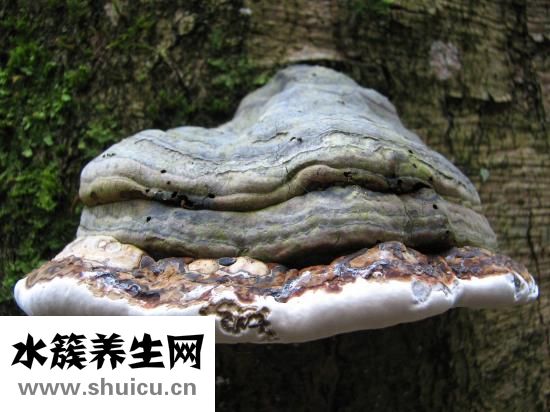 愈創木酚甘油醚