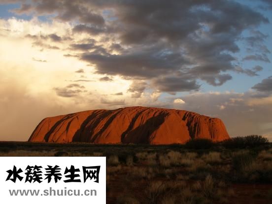 折耳根怎么種植