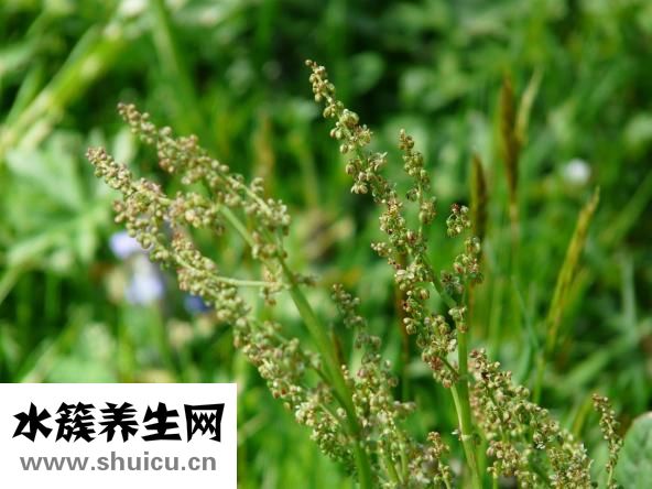 孕婦可以吃野菜嗎