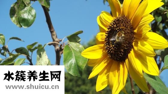 孕婦可以吃蜂蜜嗎