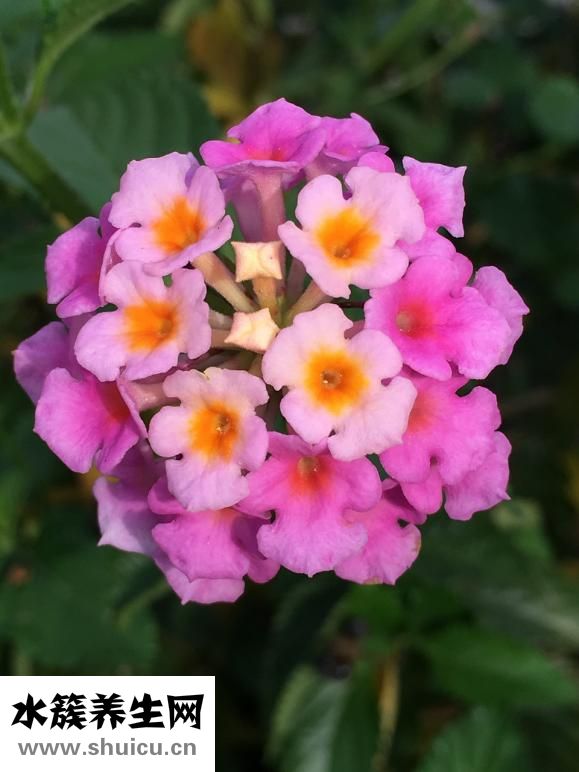 什么花好養(yǎng)又好看