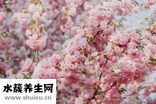 櫻花有什么作用