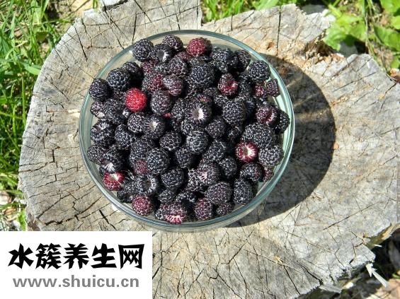 駝奶的營養(yǎng)