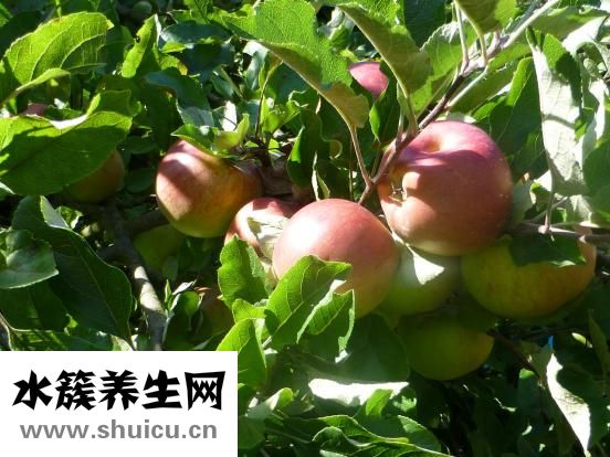 晚飯后吃蘋果好嗎